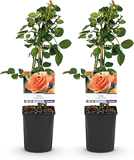 GreenboutiQ - Rosier grimpant - Rosa Orange Climber - Fleur Orange - Peu d