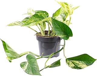 Efeutute - Plante d