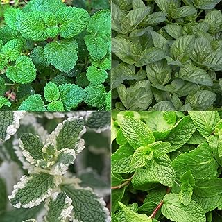 Pack de bordure - Herbes pour tisane - 24 plantes vivaces - 3 m² - Couleurs variées - Entretien minimal - 20-50cm - Ø11cm - Plante de jardin