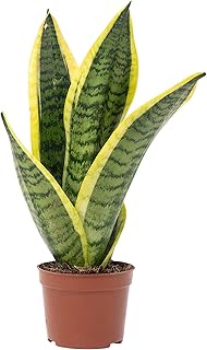 Sansevière - plante d