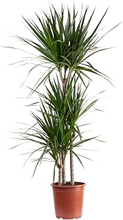 Dragonnier marginé 3 troncs - plante d