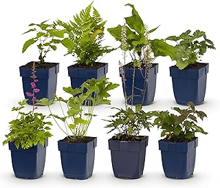 GreenboutiQ - Kit de plantes vivaces - Ombre - 8 Plantes Vivaces - Pour 1 m2 - Couleurs Variées - Peu d