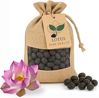 30 graines de lotus premium – Nelumbo Nucifera | Résistant à l’hiver et de haute qualité | Pour bassins d’intérieur et d’extérieur, bacs et jardin – Culture facile, fleurs de lotus exotiques