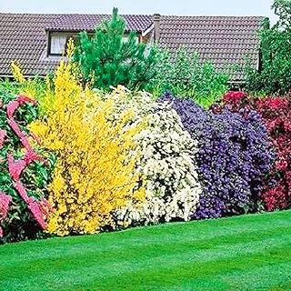 Mélange de 5 plants d